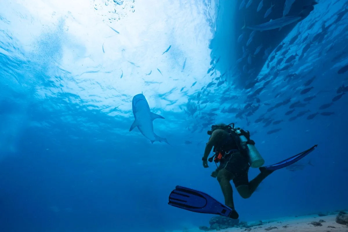 Shark and scuba diver in the Maldives