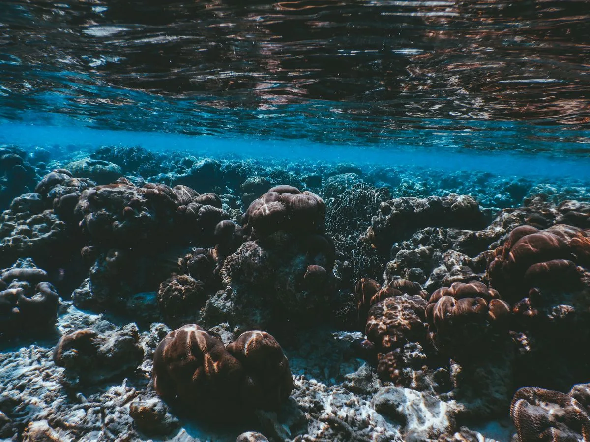 Maldives coral reef underwater